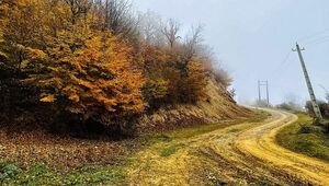 ورود دستگاه قضایی به ساخت‌وساز غیرمجاز در جنگل هیرکانی