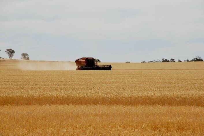 كاشت،جوانه،مزارع،بارندگي،گندم،باران،كشت،منطقه،كاشته