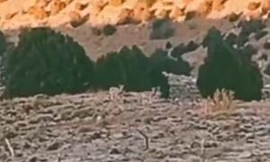 تصاویری زیبا از گله آهو و کبک در شهرستان مرزی راز