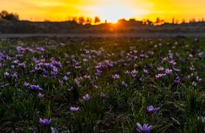 عکس/ طلوع بنفش زعفران