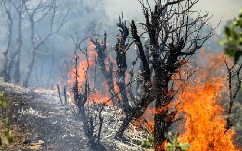 فیلم/ علت آتش سوزی جنگل الیت مشخص شد
