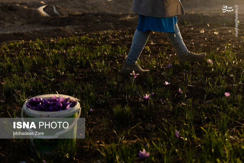 عکس / طلوع بنفش زعفران 17