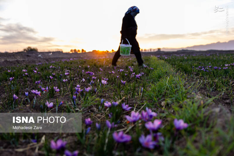 عکس / طلوع بنفش زعفران 15