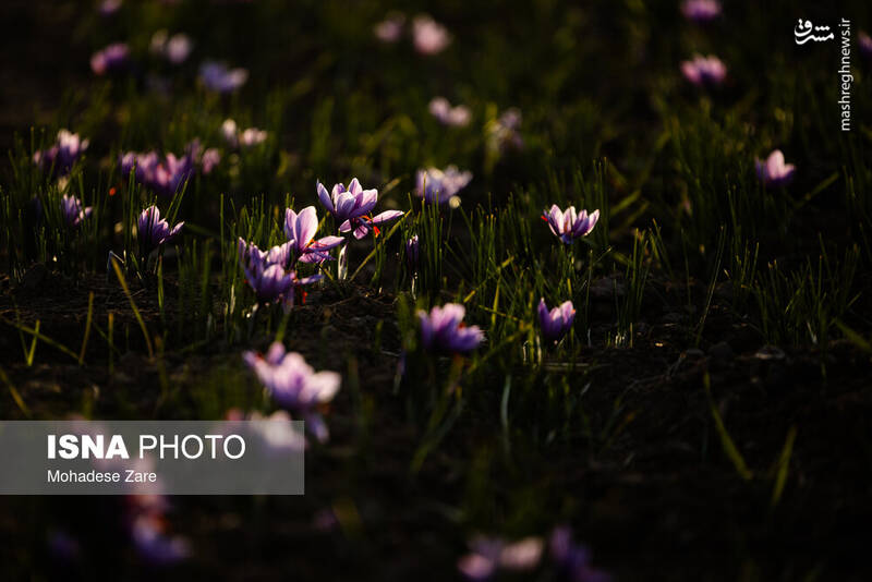 عکس / طلوع بنفش زعفران 2