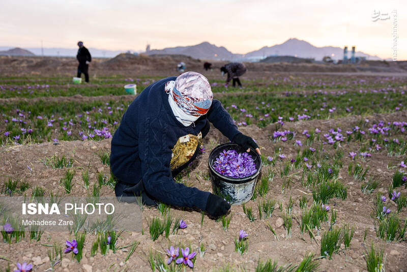 عکس / طلوع بنفش زعفران 18