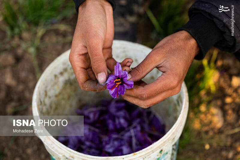عکس / طلوع بنفش زعفران 19