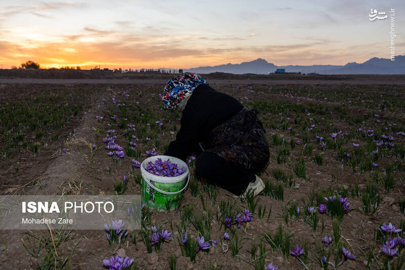 عکس / طلوع بنفش زعفران 14