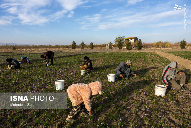 عکس / طلوع بنفش زعفران 21