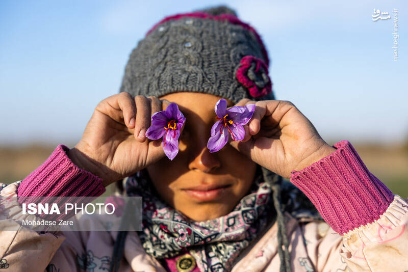 عکس / طلوع بنفش زعفران 13