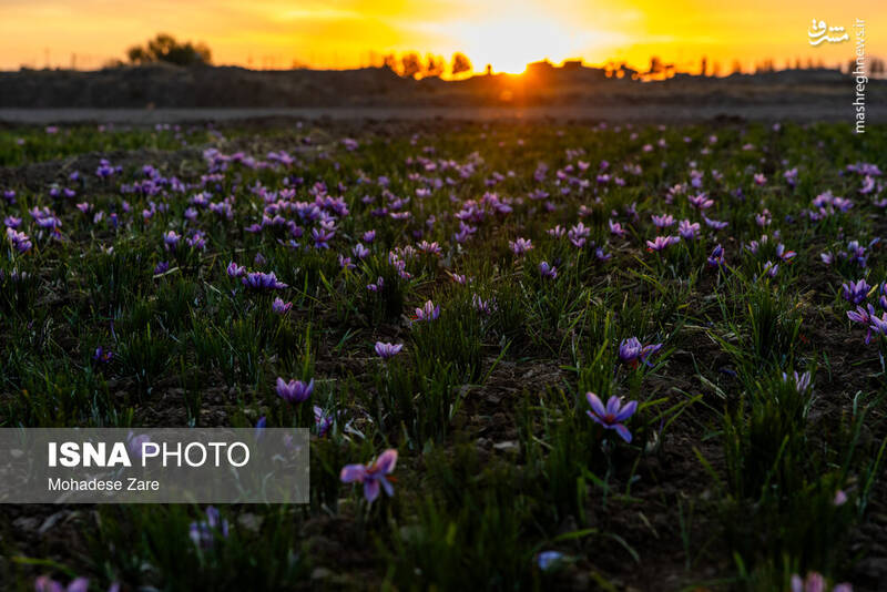عکس / طلوع بنفش زعفران