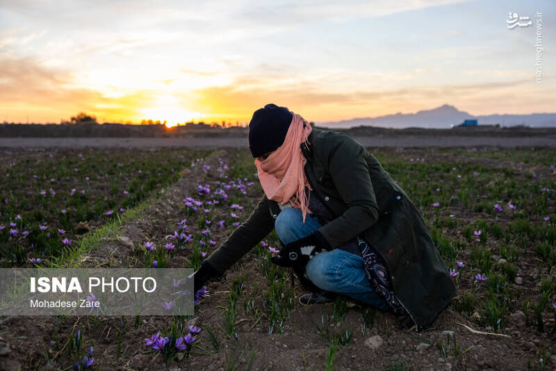 عکس / طلوع بنفش زعفران 3