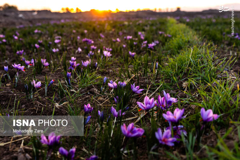 عکس / طلوع بنفش زعفران 4