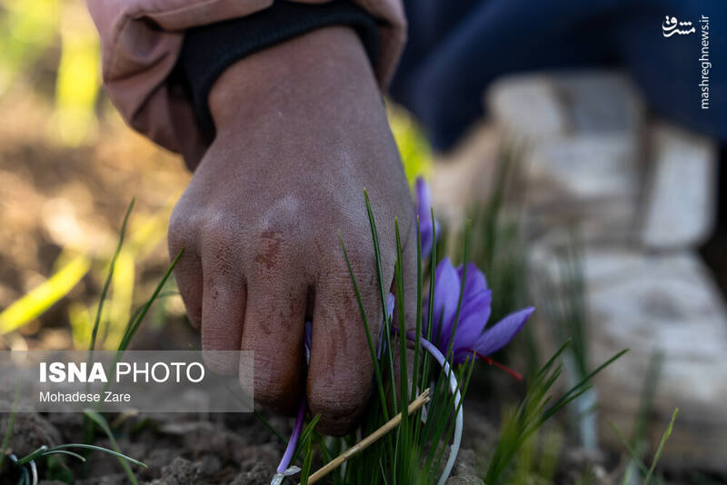 عکس / طلوع بنفش زعفران 5