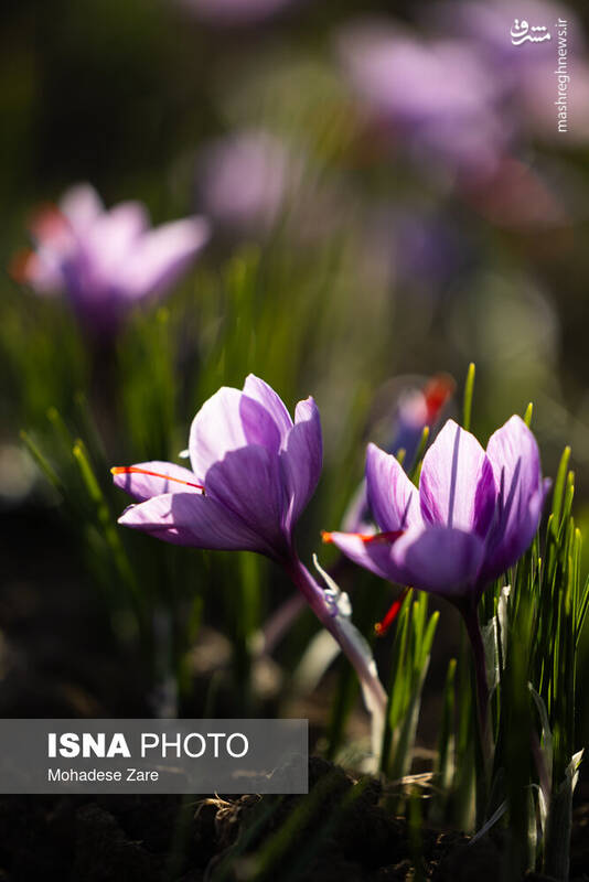 عکس / طلوع بنفش زعفران 6
