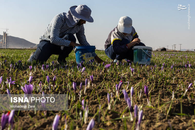 عکس / طلوع بنفش زعفران 8