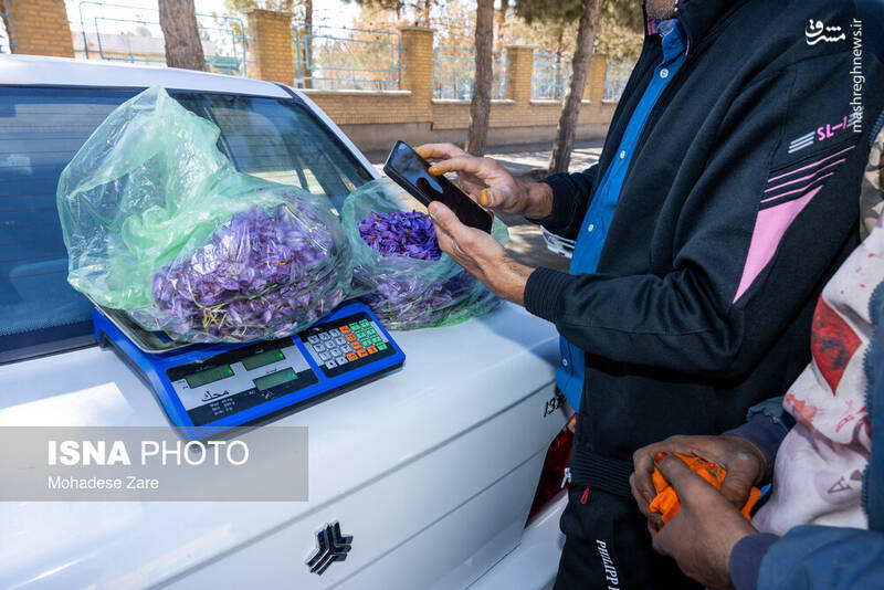 عکس / طلوع بنفش زعفران 26