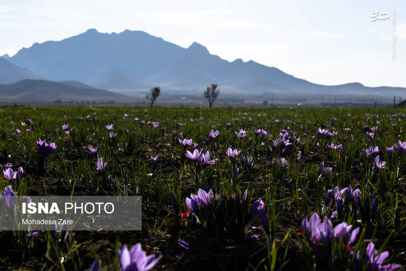 عکس / طلوع بنفش زعفران 11
