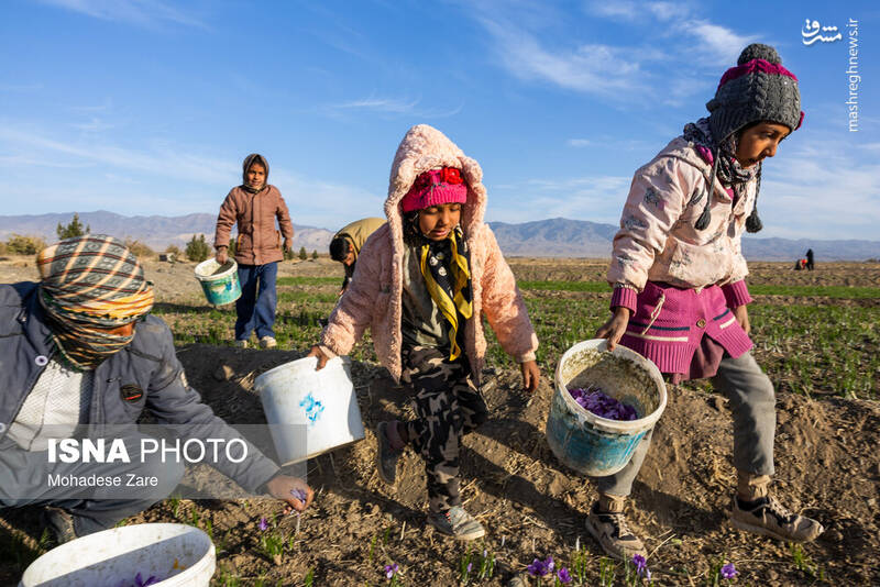 عکس / طلوع بنفش زعفران 22