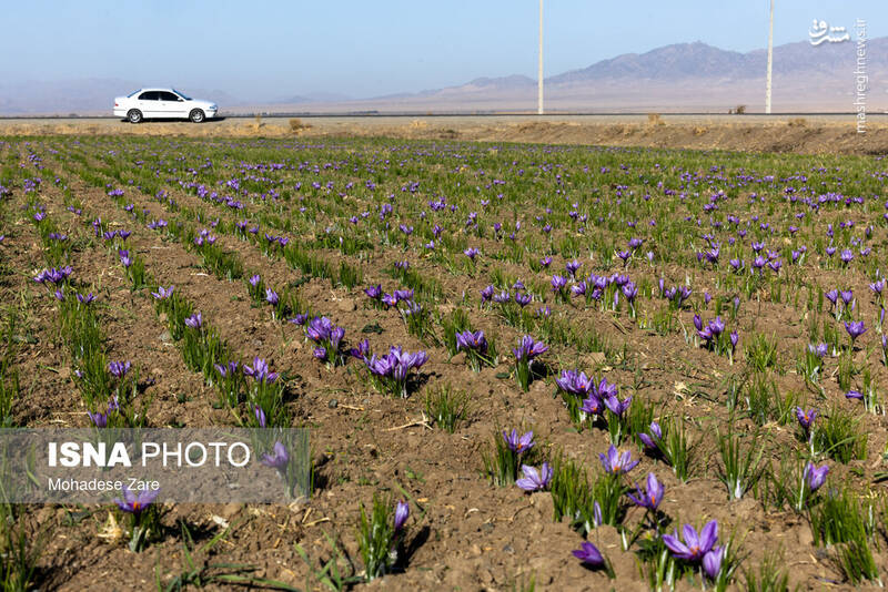 عکس / طلوع بنفش زعفران 7