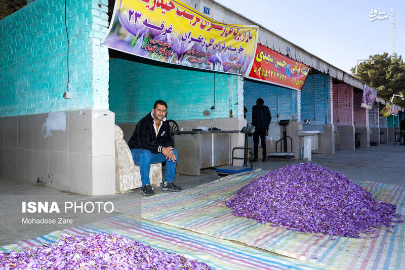 عکس / طلوع بنفش زعفران 24
