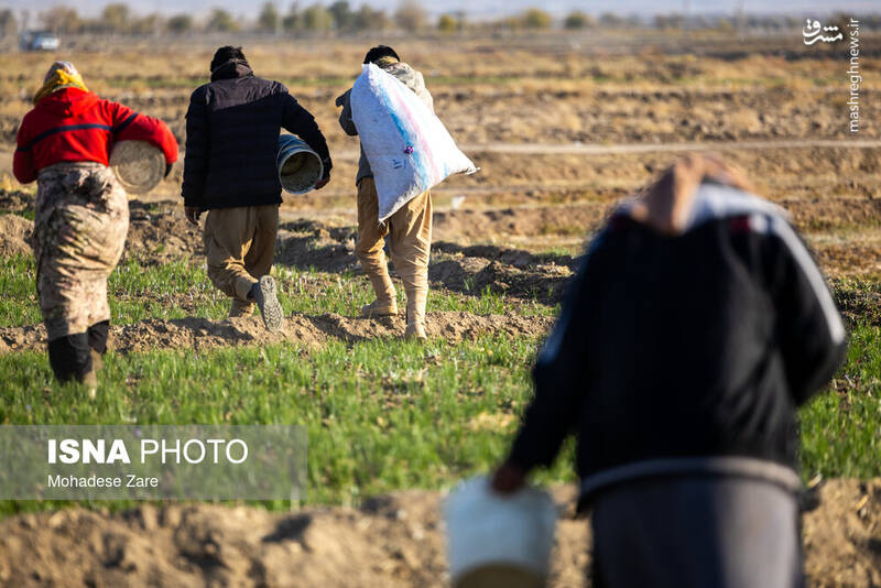 عکس / طلوع بنفش زعفران 20