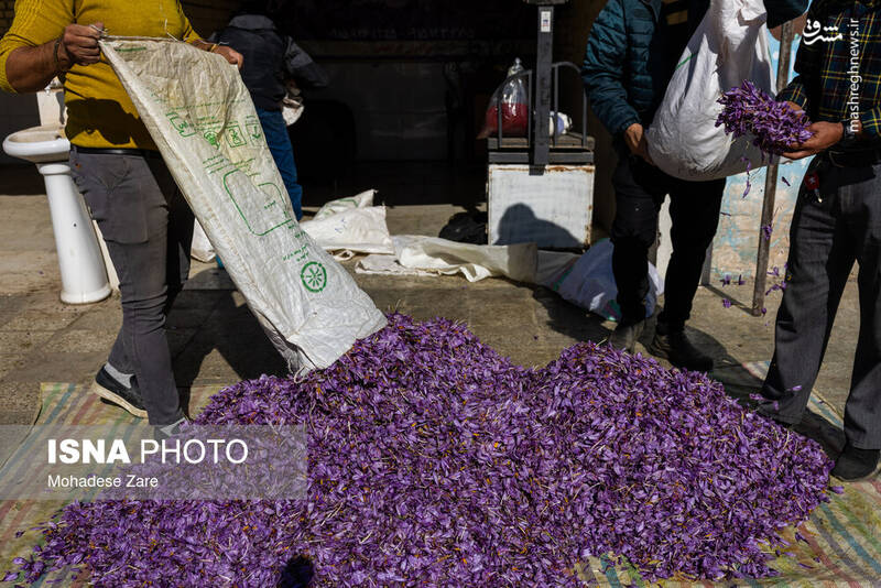 عکس / طلوع بنفش زعفران 23