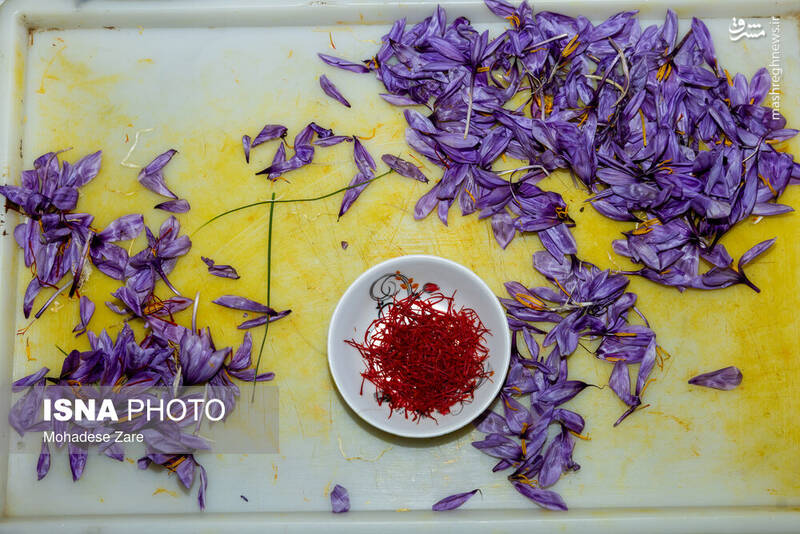 عکس / طلوع بنفش زعفران 27