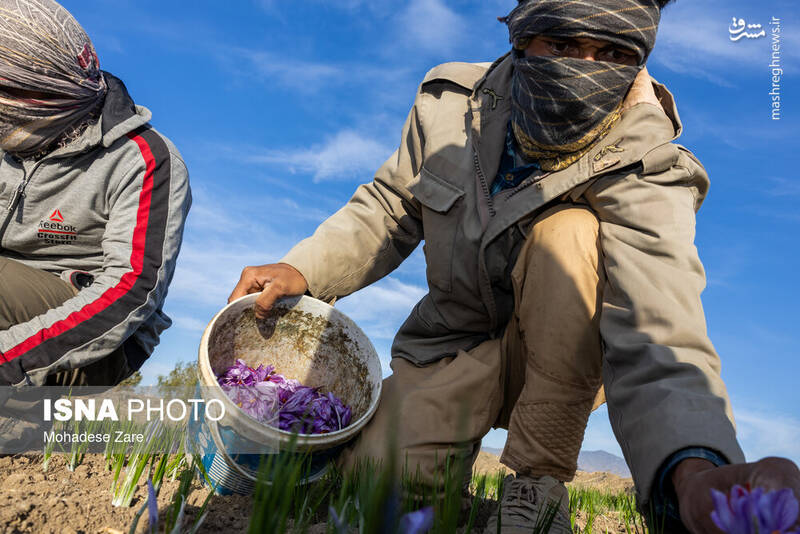 عکس / طلوع بنفش زعفران 10