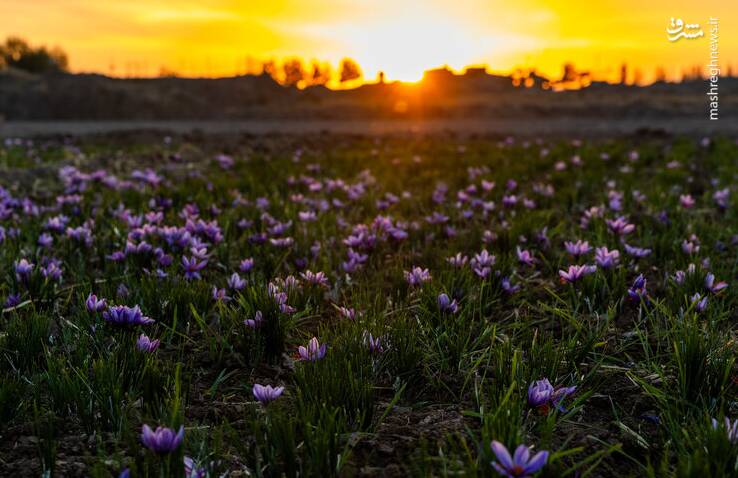 زعفران،زاوه،كشت،برداشت،سطح