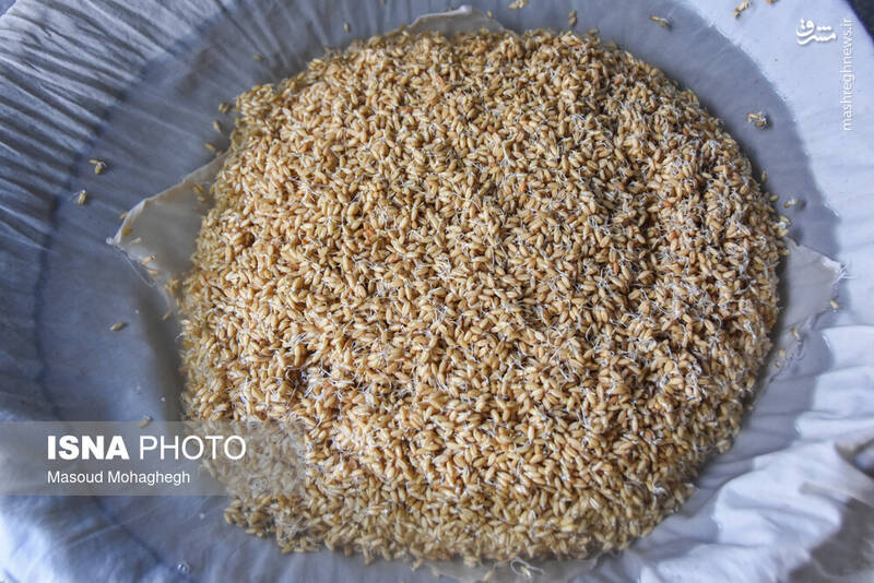 عکس / سنت خانگی نذر سمنوپزان در سمنان 4