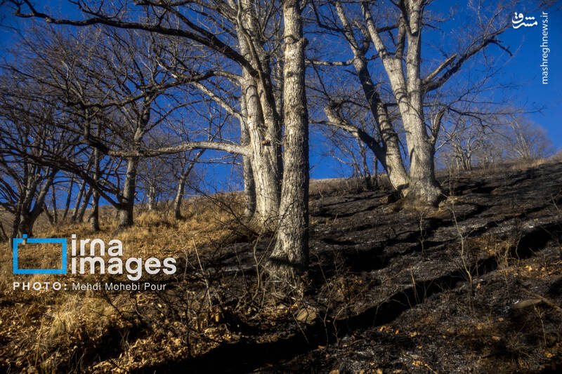 عکس / مهار آتش در جنگل الیت 8