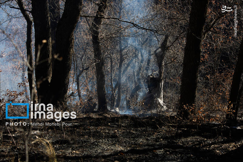 عکس / مهار آتش در جنگل الیت 4