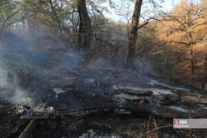 حامیان قتل عام مردم ایران نگران جنگل‌های ایران شدند!