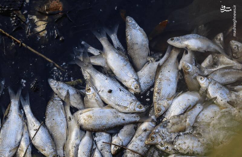 عکس/ خزر در خطر