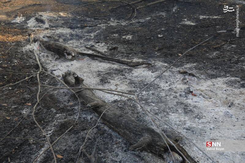 عکس / آتش سوزی در جنگل‌های گلستان 16