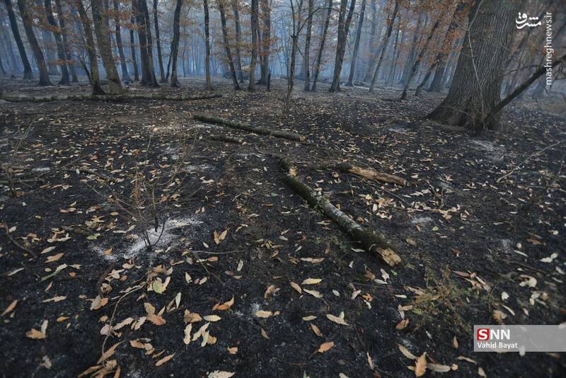 عکس / آتش سوزی در جنگل‌های گلستان 6