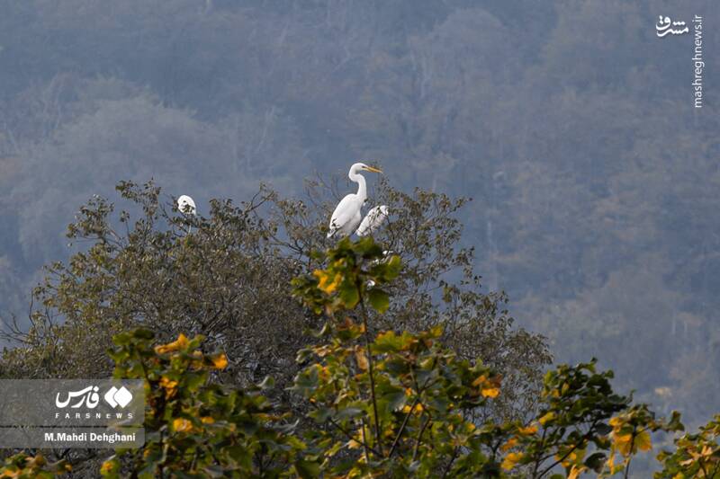 عکس / شهرک تفریحی نمک آبرود 16