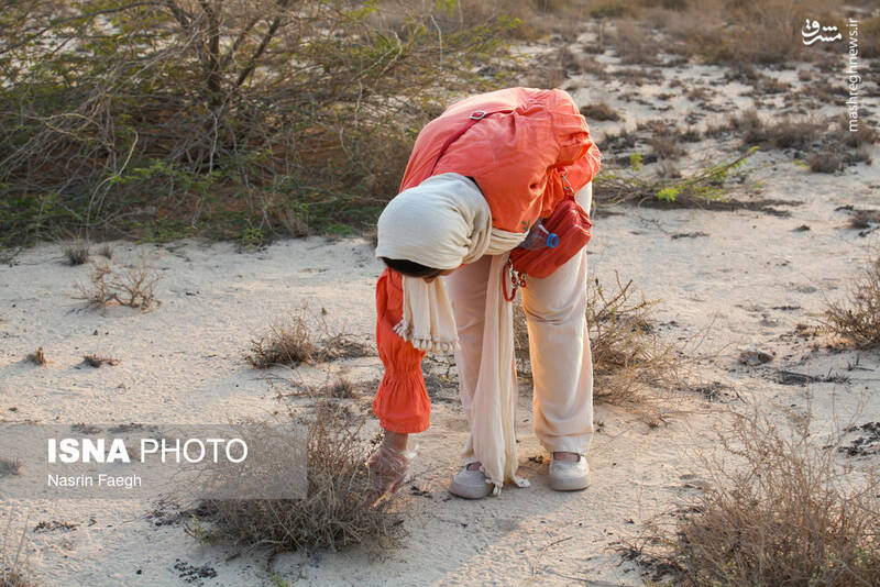 عکس / پاکسازی سواحل کیش 14