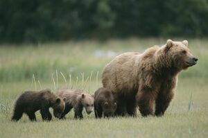 فیلم / مشاهده خرس ماده و 2 توله‌اش در منطقه حفاظت شده البرز