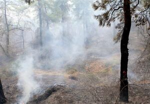 آتش‌افروز جنگل‌های هیرکانی دستگیر شد