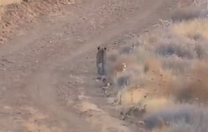 فیلم / جست‌وخیز پلنگ ایرانی در قلب طبیعت بموی فارس