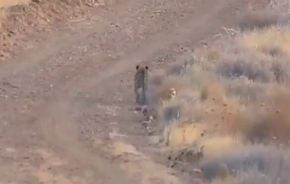 فیلم/ جست‌وخیز پلنگ ایرانی در قلب طبیعت بموی فارس