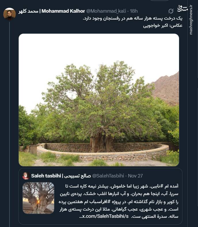 درخت هزار ساله پسته در رفسنجان