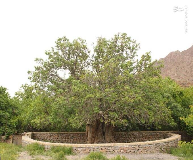درخت هزار ساله پسته در رفسنجان
