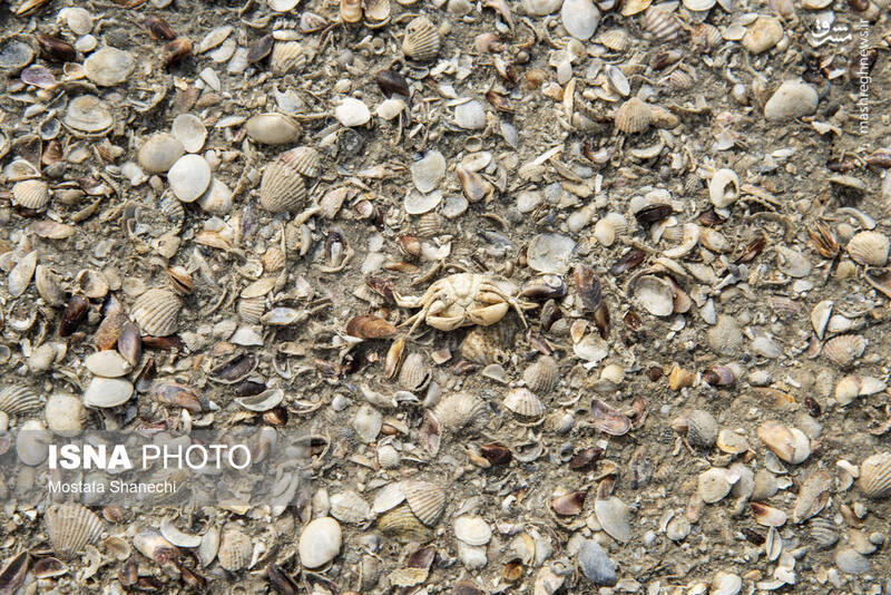 عکس / آخرین نفس‌های بزرگ‌ترین خلیج خزر 24