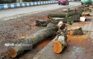 ماجرای کلیپ پخش شده درباره درختان باغ فردوس چه بود؟
