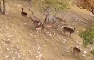 فیلم/ خودنمایی گوزن‌های زرد ایلام در قلب کوه‌های زاگرس