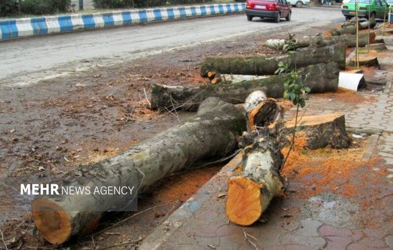 درختان،خشك،فردوس،باغ،قطع،شهروندان،رفع،مطرح،صفايي