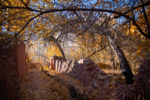 عکس / پاییز بی‌عابر ابیانه