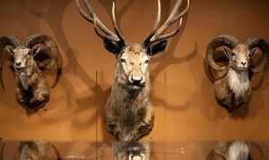 عکس/ پردیس موزه‌ای رامسر